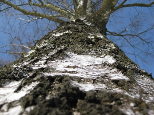 birch-tree-224283_640