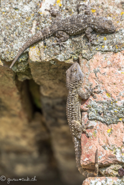 Geckos toscans