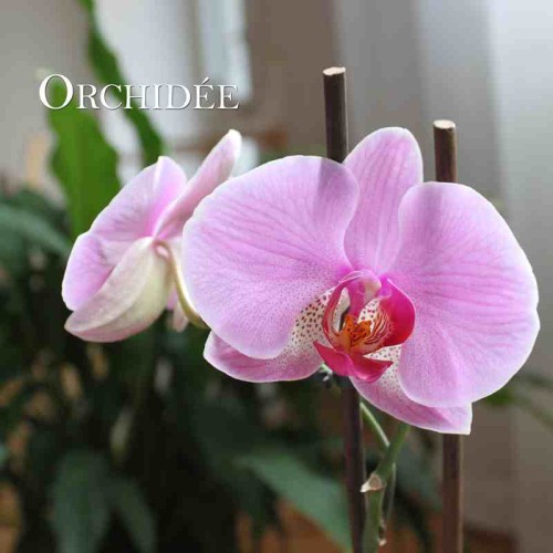 Orcidée-low