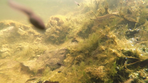 GoProEtang