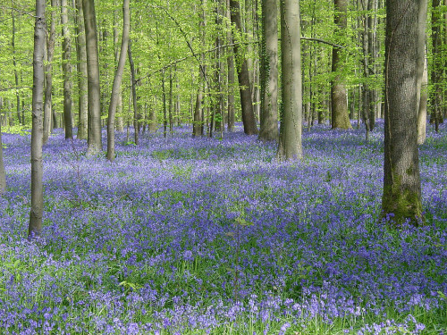 Hallerbos-hyacinthes