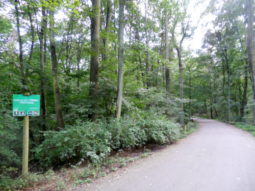 Soignes-chemin_des_tumli_01_0_0