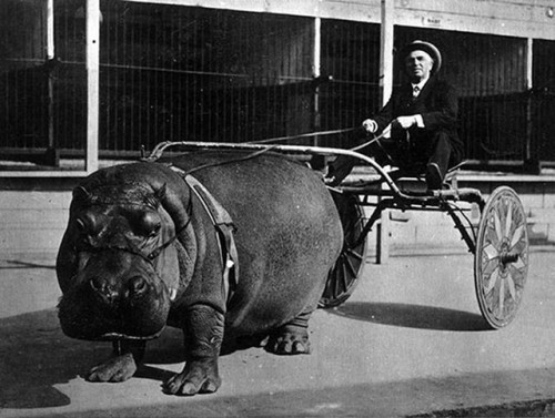 hippopotame-tire-une-charette-1924