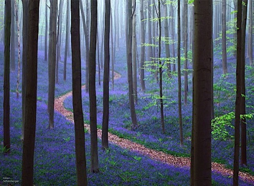 07HallerbosBelgiqueprintemps