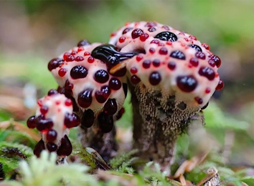 11Hydnellum Pecki