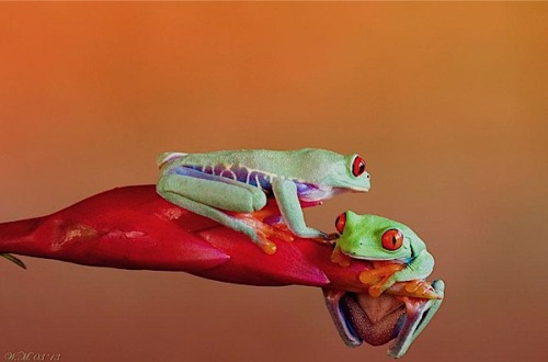 14grenouille2