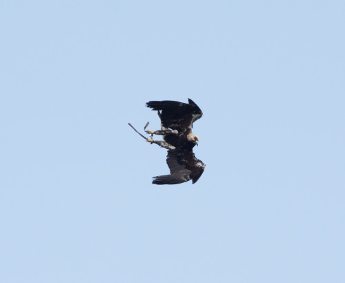 Aigle 2