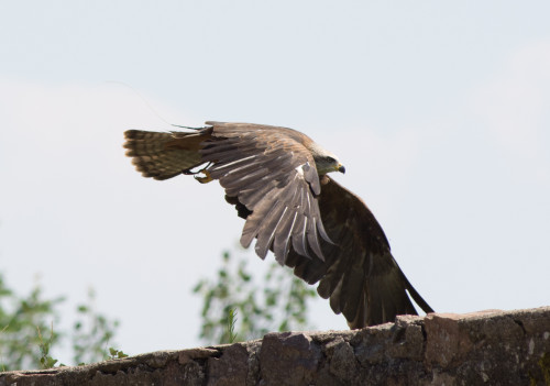 Aigle ravisseur