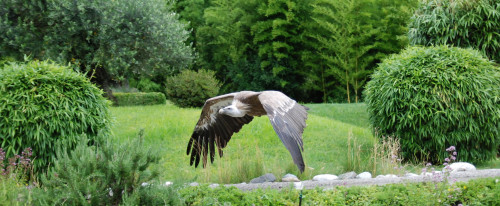 Vautour fauve