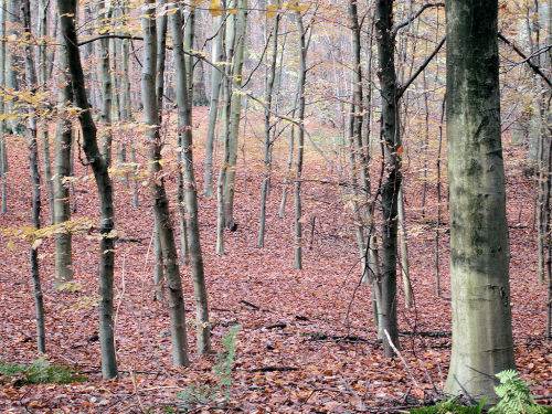 meerdaalbos