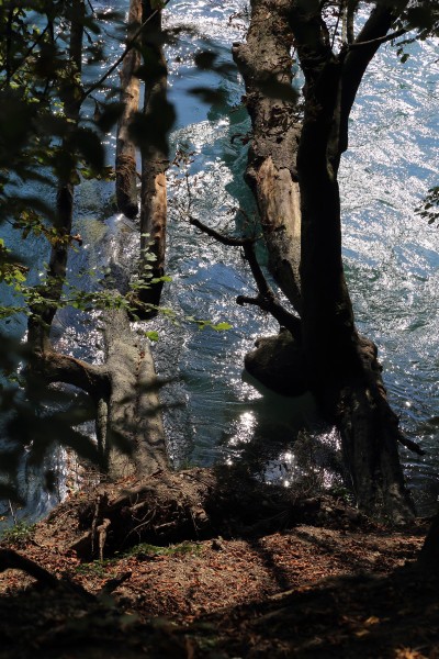 Rhône_Arbres