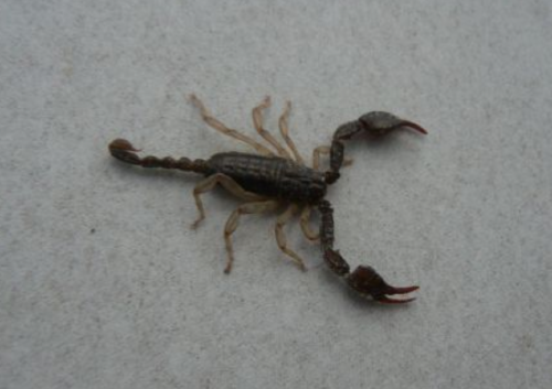 scorpion