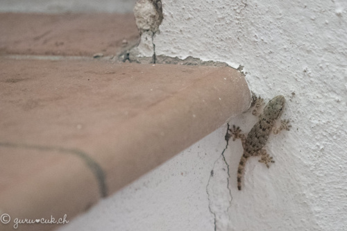 Gecko