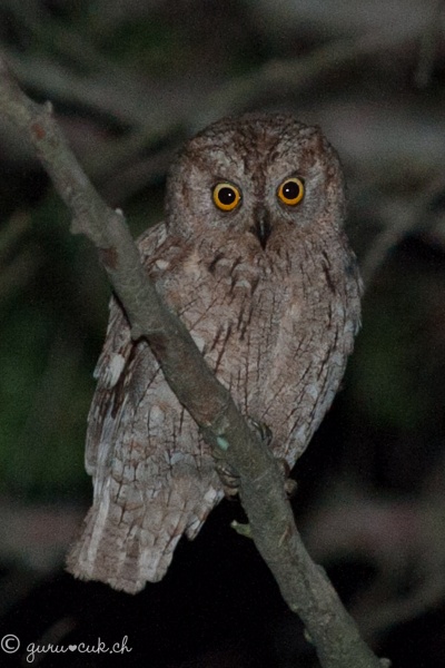 Petit Duc "Scops"