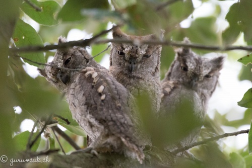 Petit Duc "Scops" juvéniles