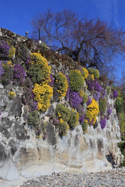 Fleurs